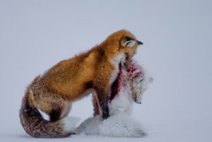 Wildlife Photographer of the Year 2015 1