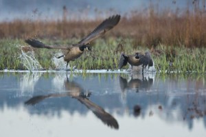 Wildlife Photographer of the Year 2015 3