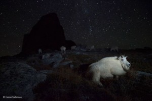 Wildlife Photographer of the Year 2015 4